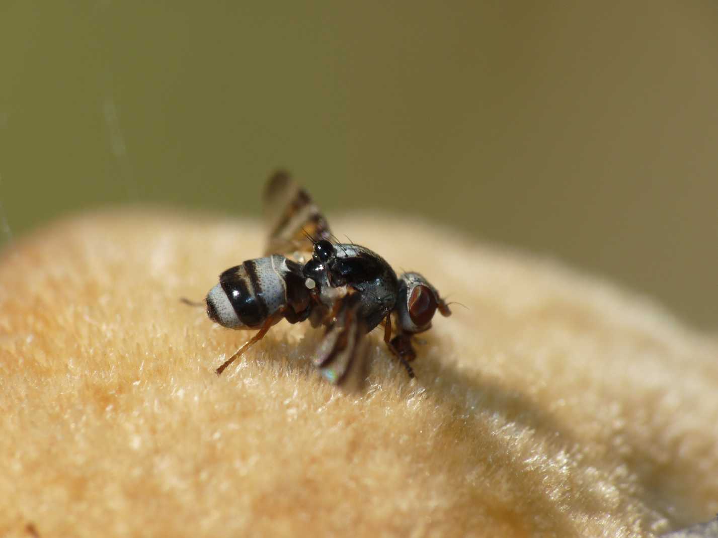 Moschine danzanti: Myennis octopunctata ♀ (Ulidiidae).